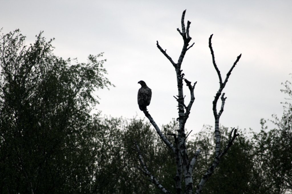 VWG vogelreis Oost Duitsland mei 2010 390
